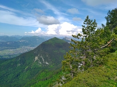 Pinus uncinata