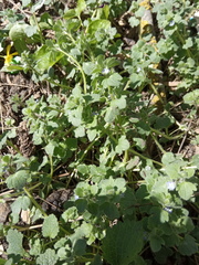 Veronica hederifolia