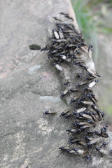 Camponotus japonicus
