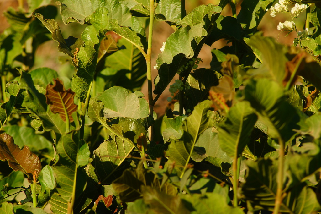 Coccoloba liebmannii