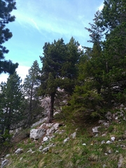 Pinus uncinata