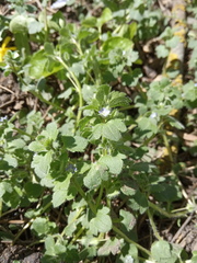 Veronica hederifolia