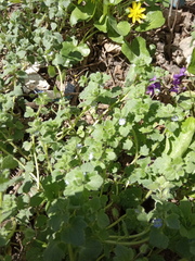 Veronica hederifolia