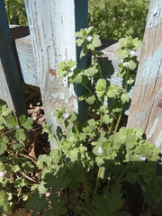 Veronica hederifolia