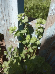 Veronica hederifolia