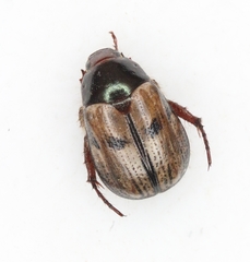 Anomala binotata