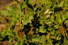 Coccoloba liebmannii