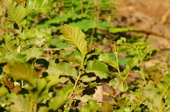 Coccoloba liebmannii