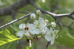 Crataegus canadensis
