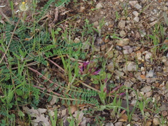 Astragalus monspessulanus monspessulanus