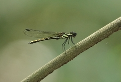 Chlorocypha neptunus