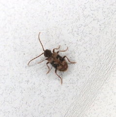 Ptinus texanus