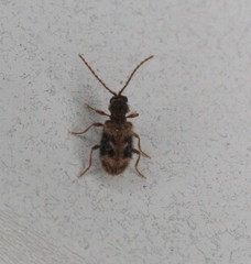 Ptinus texanus
