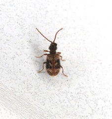 Ptinus texanus