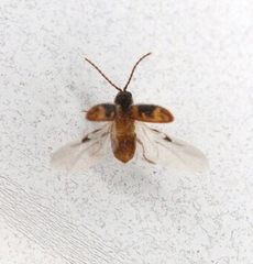 Ptinus texanus