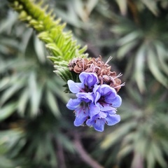 Echium candicans