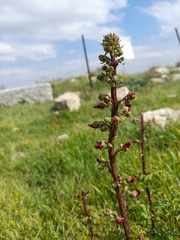 Scrophularia rubricaulis