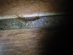 Lithobiomorpha