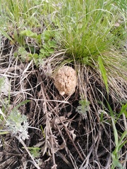 Morchella steppicola