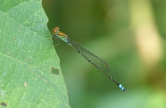 Pseudagrion sjoestedti