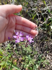 Geranium tuberosum