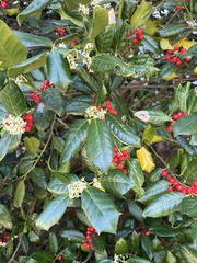 Ilex opaca