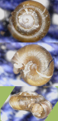 Punctum pygmaeum