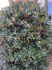 Ilex opaca