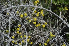 Alyssum serpyllifolium