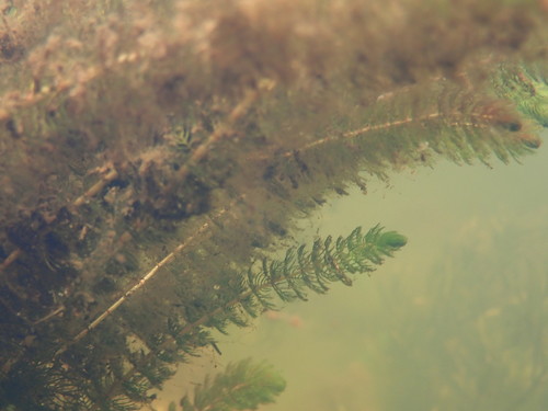 Image of Alternate Water-Milfoil (Myriophyllum alterniflorum) by (c) Rob Foster, some rights reserved (CC BY)