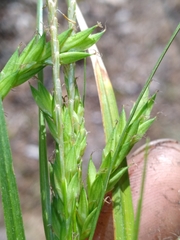Carex venusta