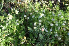 Valerianella pumila