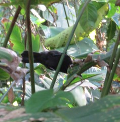 Tachyphonus delatrii