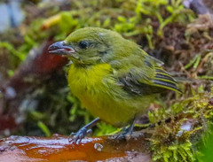 Euphonia laniirostris