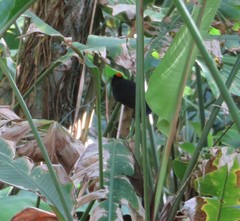 Tachyphonus delatrii