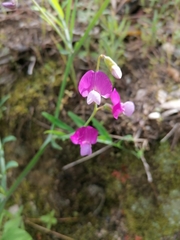Lathyrus clymenum