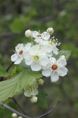 Crataegus canadensis