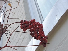 Magnoliopsida