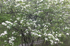 Crataegus canadensis