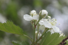 Crataegus canadensis