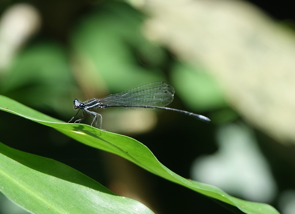 Elattoneura nigra