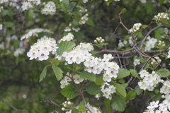 Crataegus canadensis