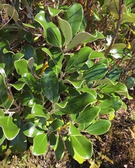 Brachyglottis buchananii