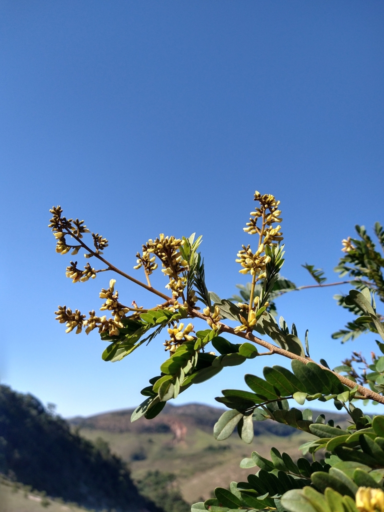 Dalbergia villosa