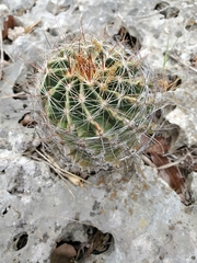 Hamatocactus