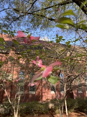 Cornus florida