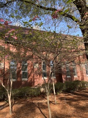 Cornus florida