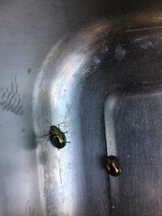 Chrysolina americana