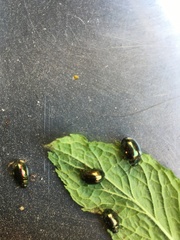 Chrysolina americana