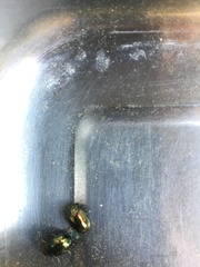 Chrysolina americana